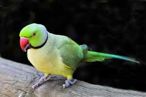 A photo of parrot Bird